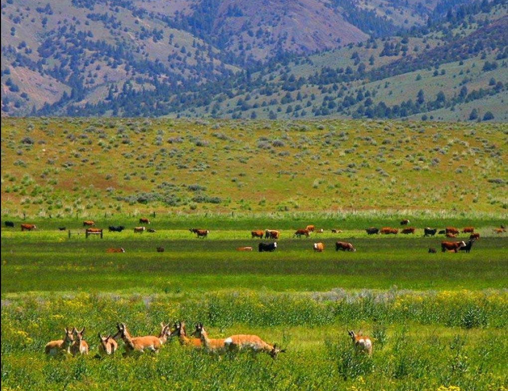 0.6 Acres Land, California Pines Wilderness MODOC County