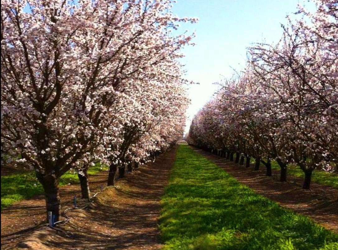 1.25 Acres Agricultural Land, Kettleman City, CA Kings County