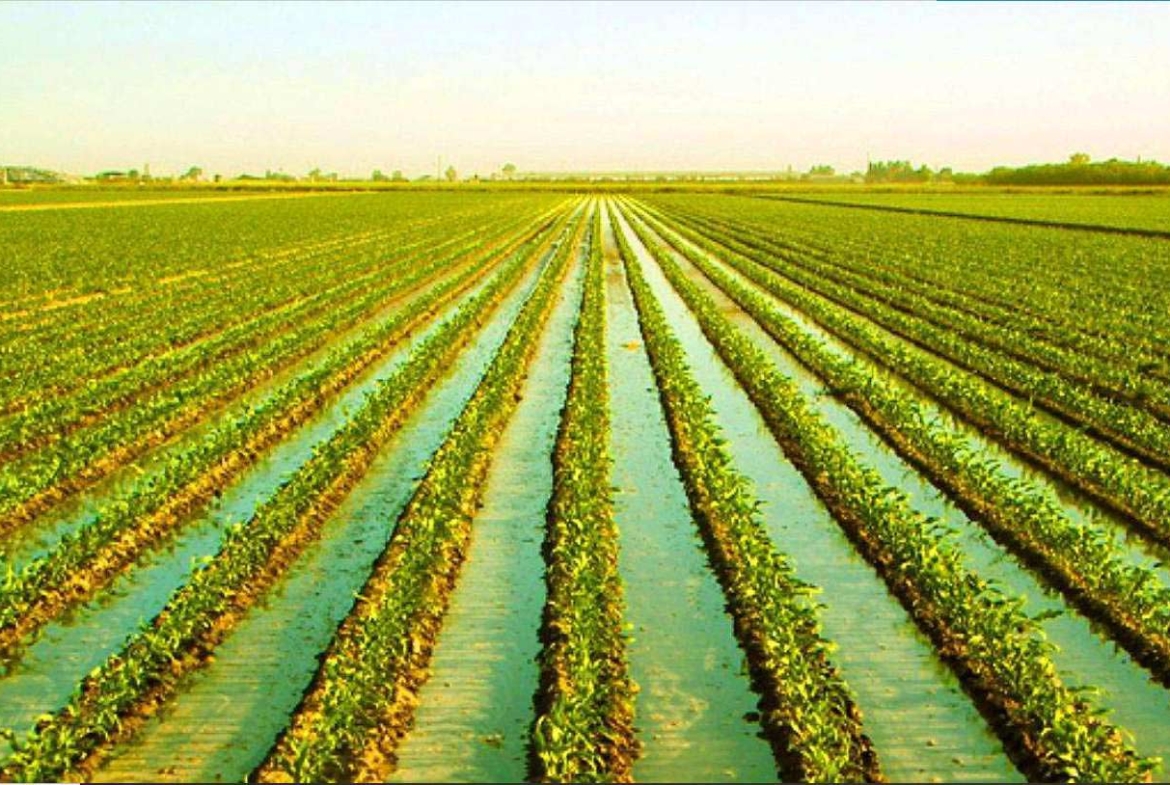 1.25 Acres Agricultural Land, Kettleman City, CA Kings County