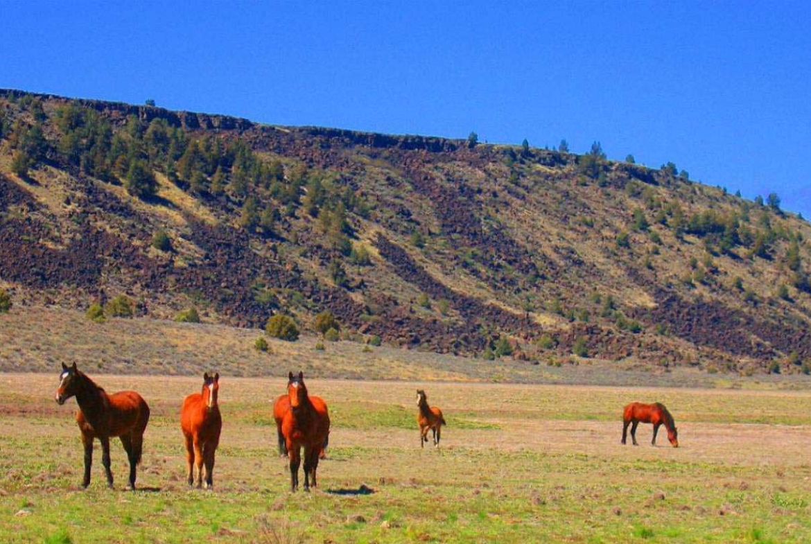 2.8 acres of Nature Wilderness TWO PARCELS Modoc County