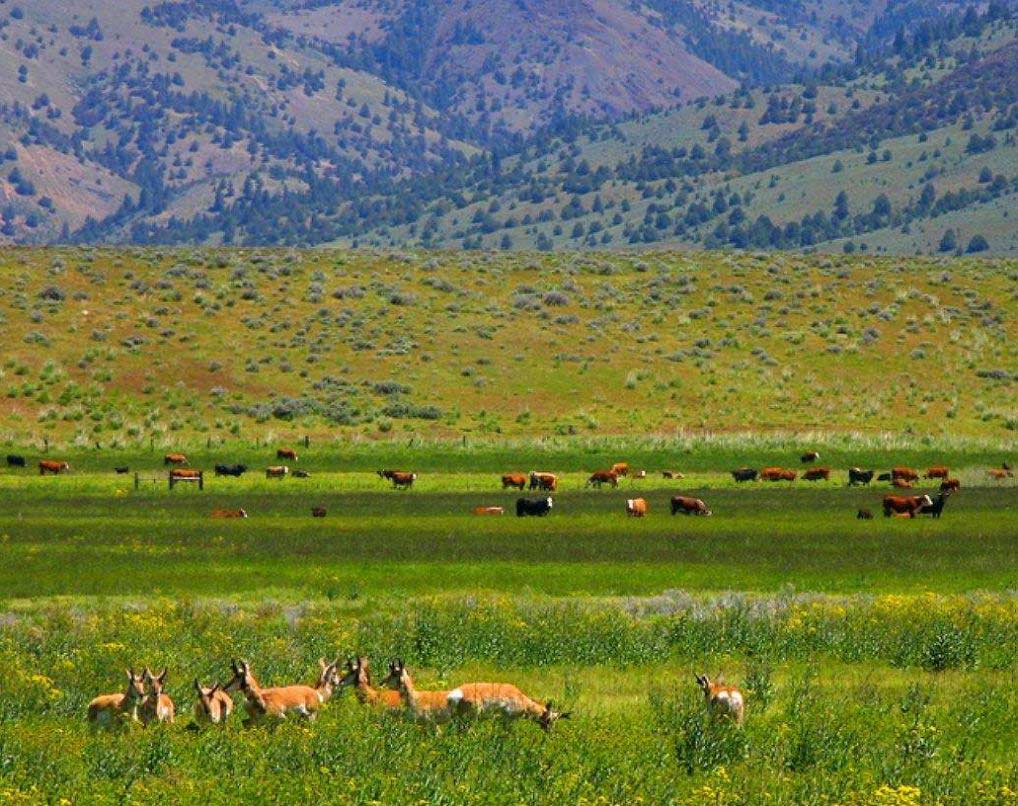 3.6 Acres Ranch Wilderness Quality OF Life MODOC County