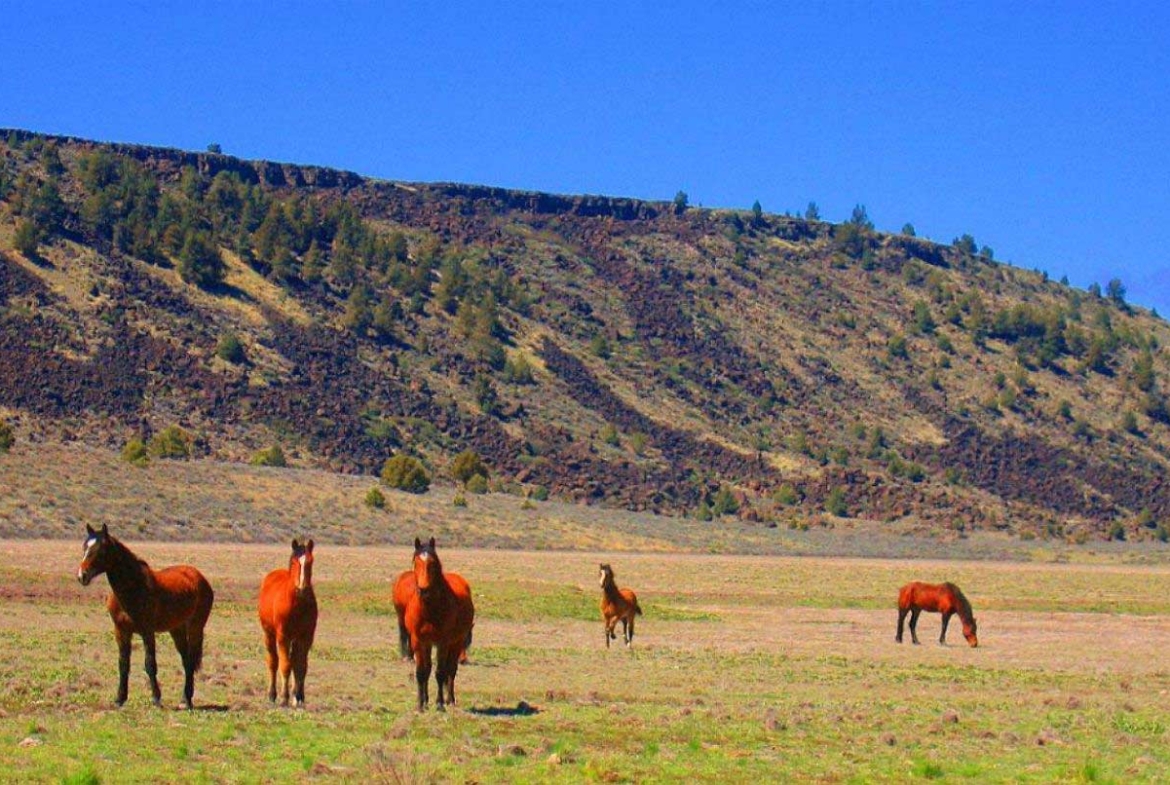 3.6 Acres Ranch Wilderness Quality OF Life MODOC County