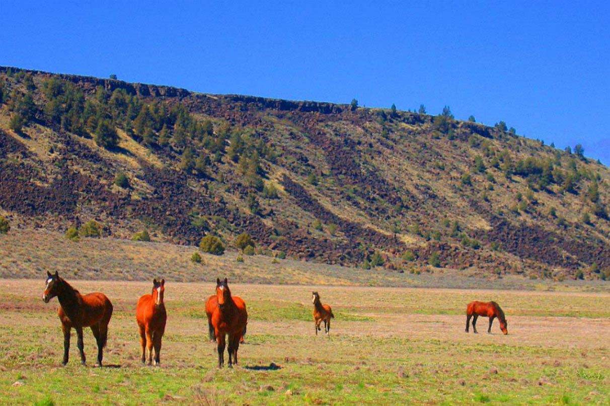 3.6 Acres Ranch Wilderness Quality OF Life MODOC County