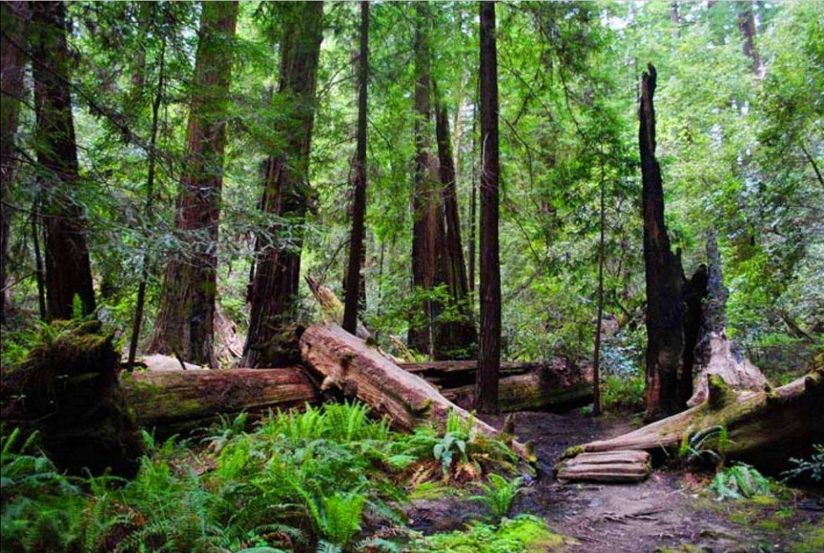 Land in "California Coast" Shelter Cove, Humboldt County, CA